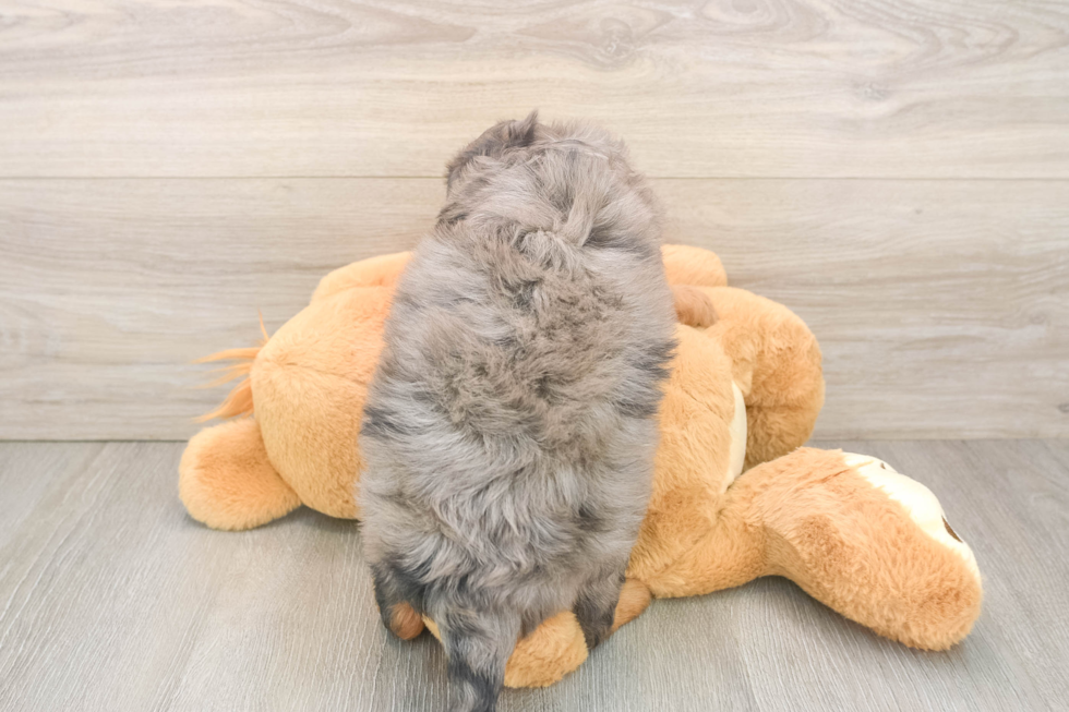 Mini Goldendoodle Pup Being Cute