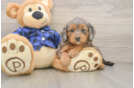 Happy Mini Goldendoodle Baby