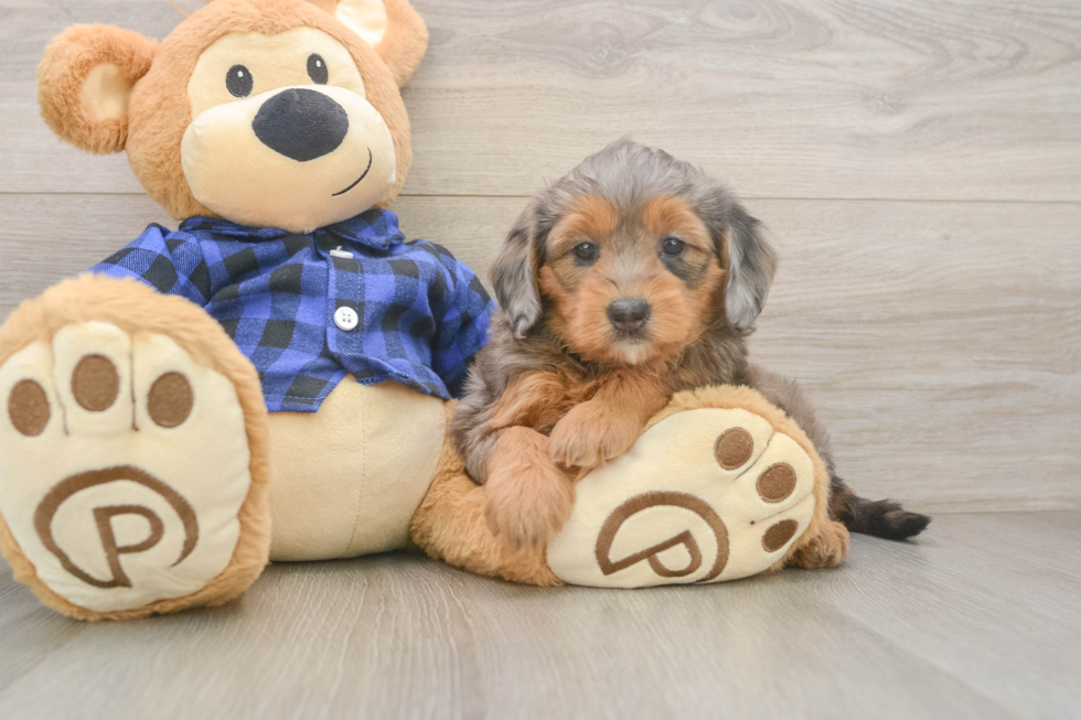 Happy Mini Goldendoodle Baby