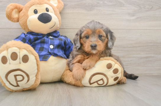 Happy Mini Goldendoodle Baby