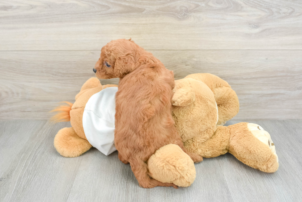 Fluffy Mini Goldendoodle Poodle Mix Pup