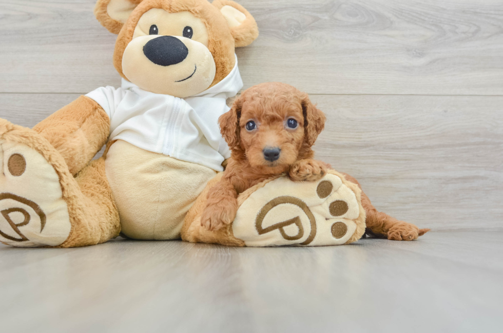 6 week old Mini Goldendoodle Puppy For Sale - Pilesgrove Pups