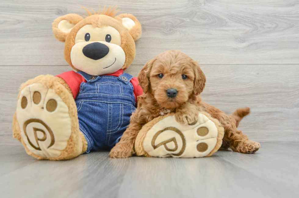 6 week old Mini Goldendoodle Puppy For Sale - Pilesgrove Pups