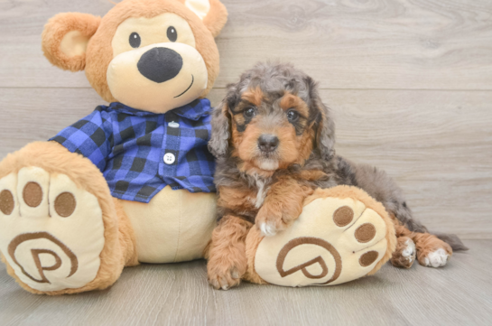 Mini Goldendoodle Pup Being Cute