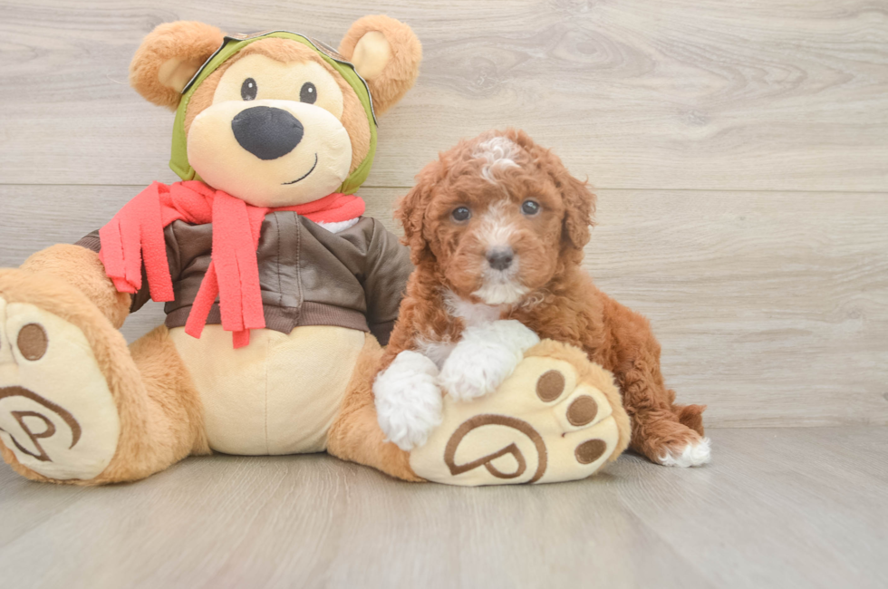 5 week old Mini Goldendoodle Puppy For Sale - Pilesgrove Pups