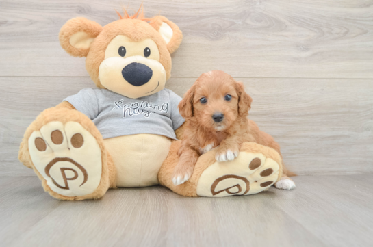 Sweet Mini Goldendoodle Baby
