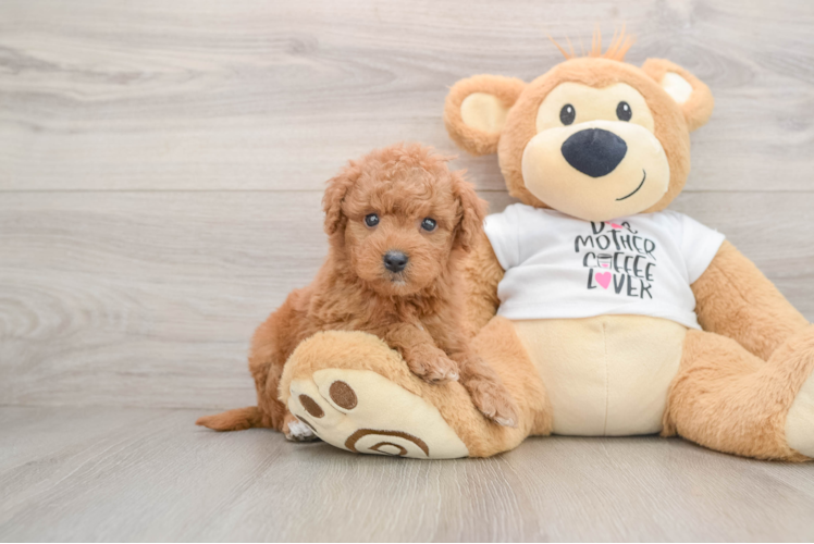 Cute Mini Goldendoodle Baby