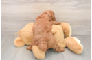 Mini Goldendoodle Puppy for Adoption