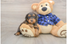 Best Mini Goldendoodle Baby