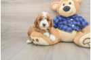 Mini Goldendoodle Puppy for Adoption