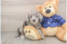 Sweet Mini Goldendoodle Baby