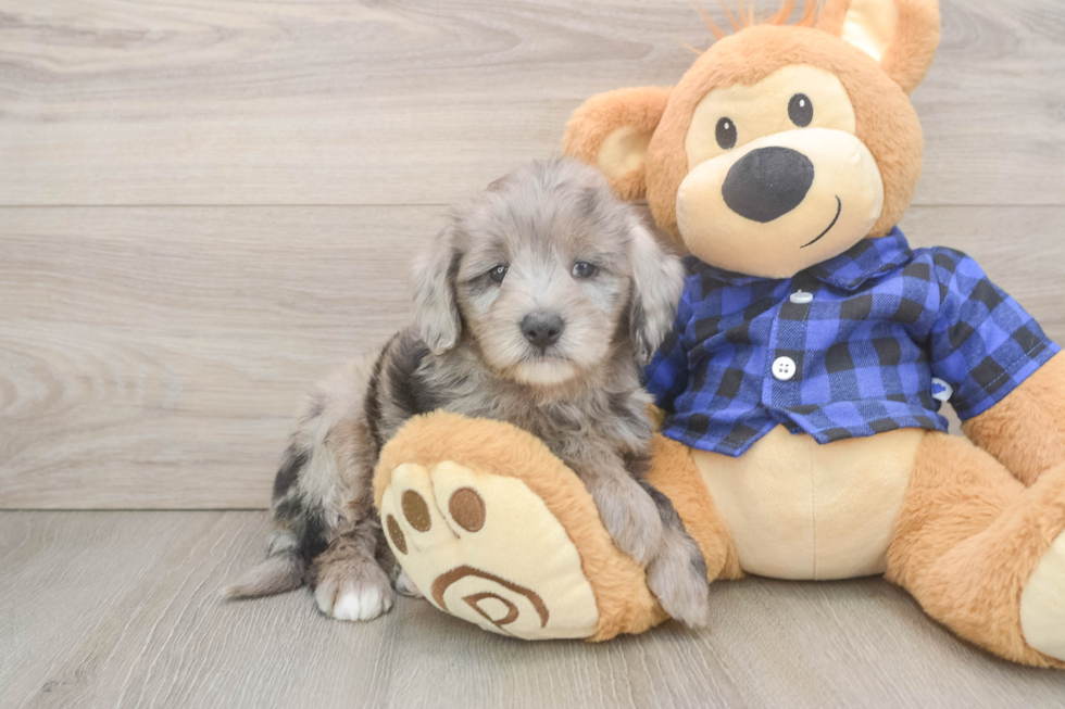 Sweet Mini Goldendoodle Baby