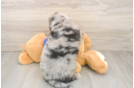 Playful Mini Groodle Poodle Mix Puppy