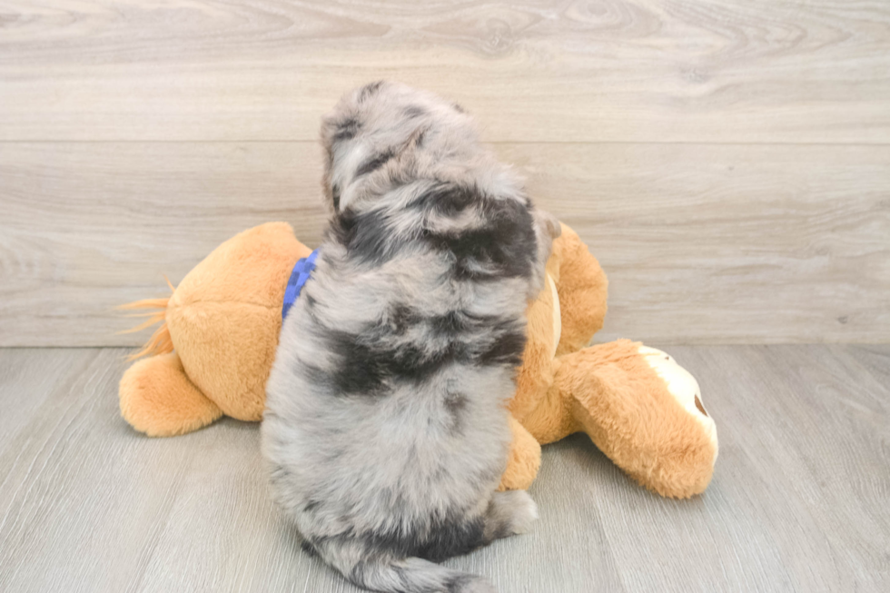 Playful Mini Groodle Poodle Mix Puppy
