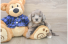 Hypoallergenic Mini Goldiepoo Poodle Mix Puppy