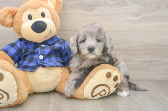 Hypoallergenic Mini Goldiepoo Poodle Mix Puppy