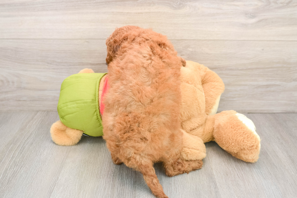 Smart Mini Goldendoodle Poodle Mix Pup