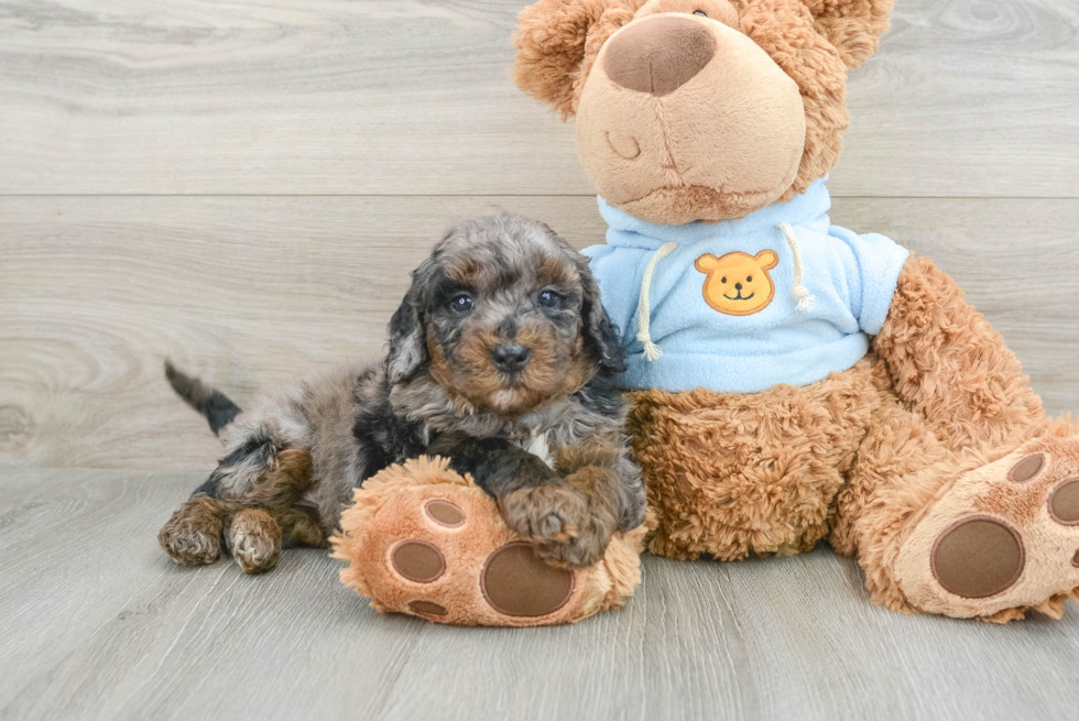 Sweet Mini Goldendoodle Baby