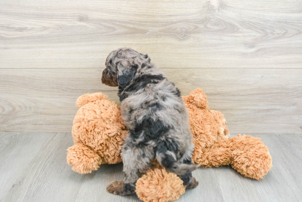 Mini Goldendoodle Puppy for Adoption