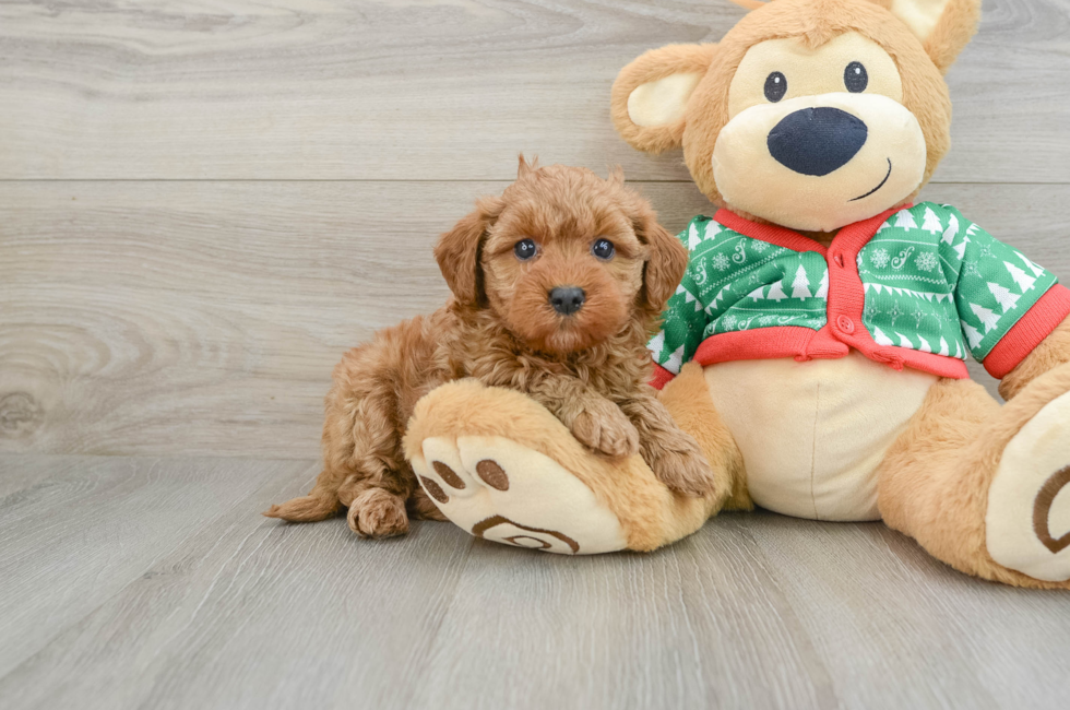 5 week old Mini Goldendoodle Puppy For Sale - Pilesgrove Pups