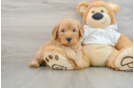 Best Mini Goldendoodle Baby
