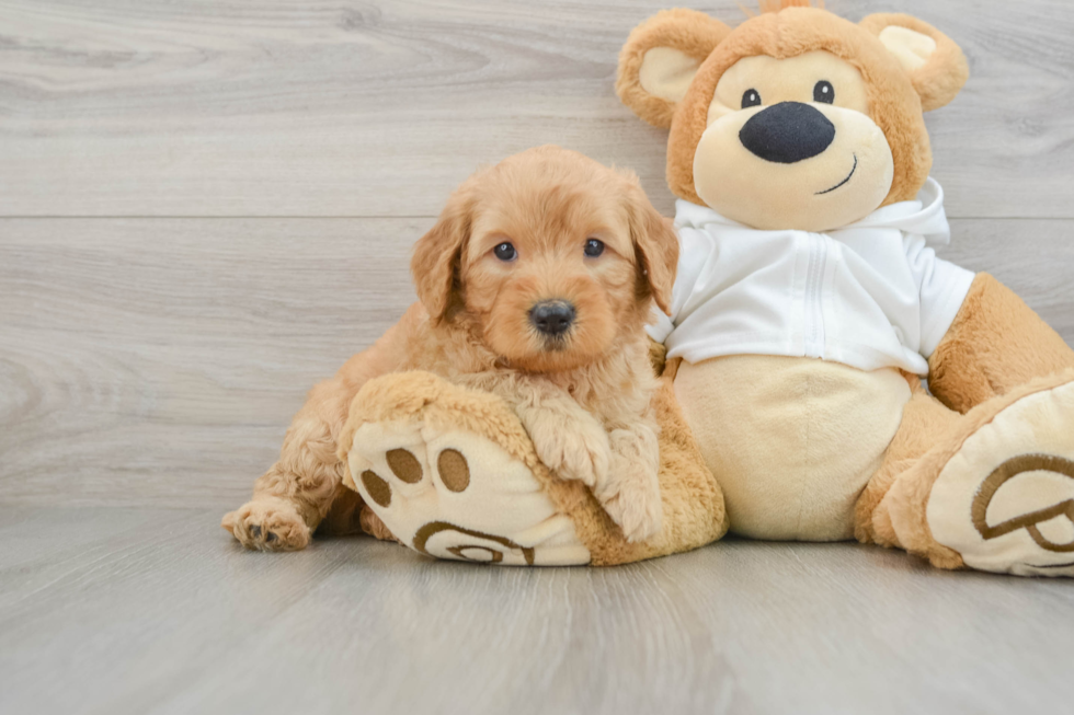 Best Mini Goldendoodle Baby