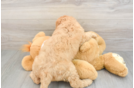 Playful Mini Groodle Poodle Mix Puppy