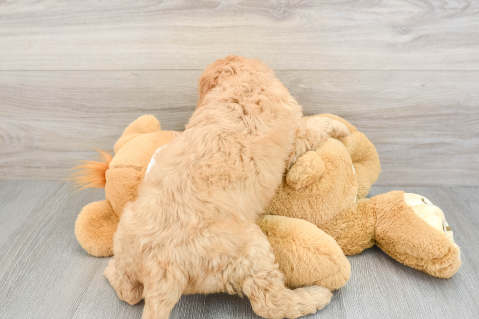 Playful Mini Groodle Poodle Mix Puppy
