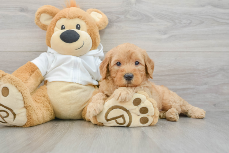 Mini Goldendoodle Pup Being Cute