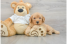 Mini Goldendoodle Pup Being Cute