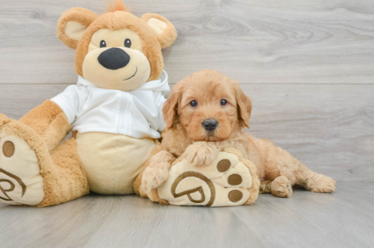 Mini Goldendoodle Pup Being Cute