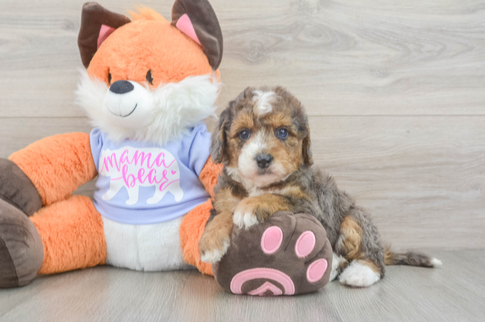5 week old Mini Goldendoodle Puppy For Sale - Pilesgrove Pups