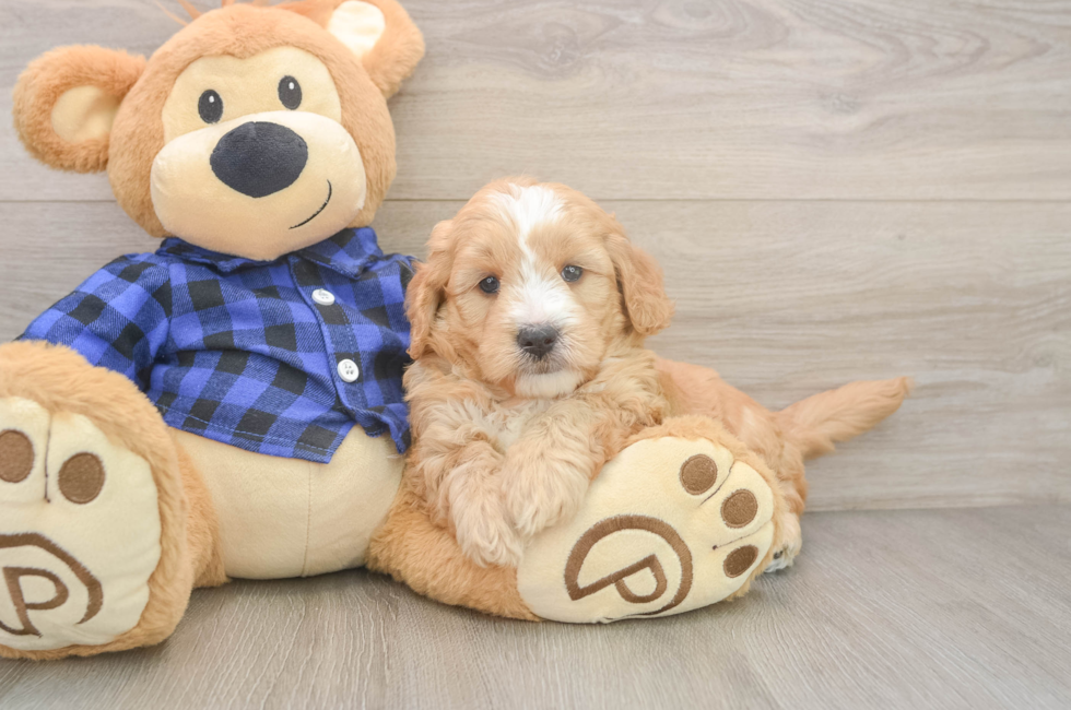 5 week old Mini Goldendoodle Puppy For Sale - Pilesgrove Pups