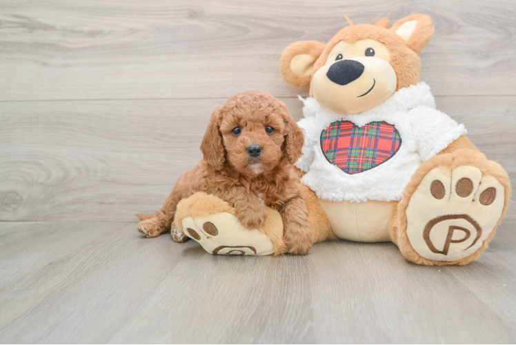Mini Goldendoodle Pup Being Cute