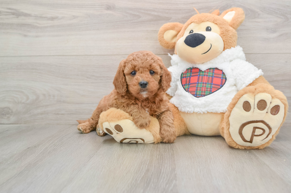5 week old Mini Goldendoodle Puppy For Sale - Pilesgrove Pups