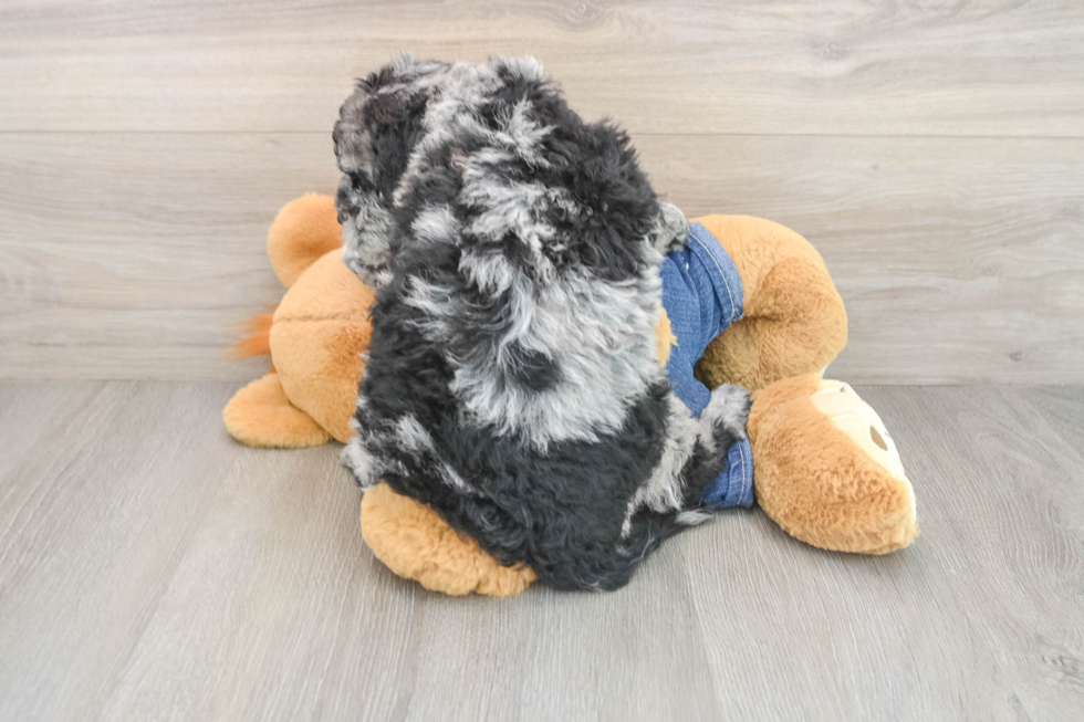 Mini Goldendoodle Puppy for Adoption