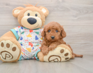 7 week old Mini Goldendoodle Puppy For Sale - Pilesgrove Pups