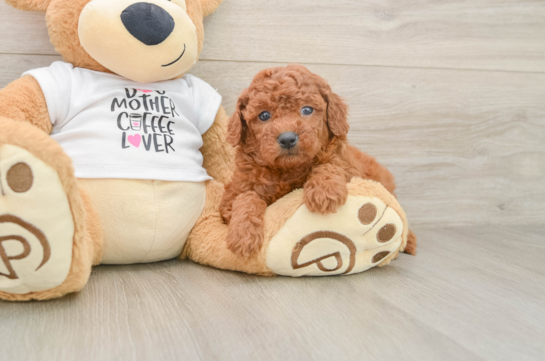 Mini Goldendoodle Puppy for Adoption