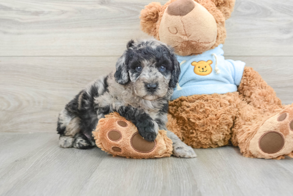 Mini Goldendoodle Pup Being Cute