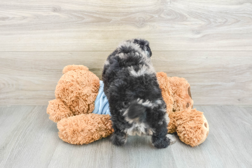 Mini Goldendoodle Pup Being Cute