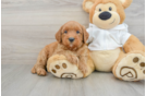 Mini Goldendoodle Puppy for Adoption