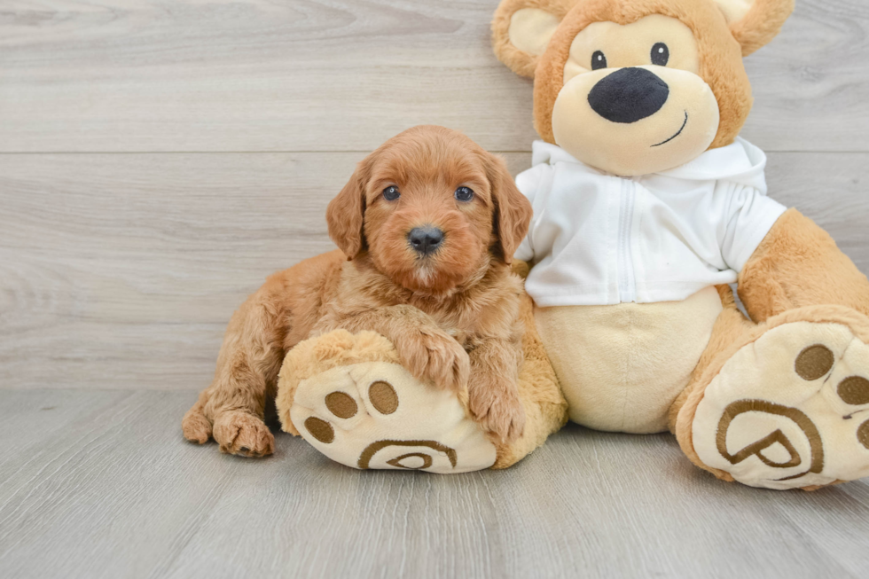 Mini Goldendoodle Puppy for Adoption