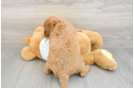 Adorable Golden Retriever Poodle Mix Poodle Mix Puppy