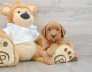 7 week old Mini Goldendoodle Puppy For Sale - Pilesgrove Pups