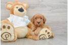 Best Mini Goldendoodle Baby
