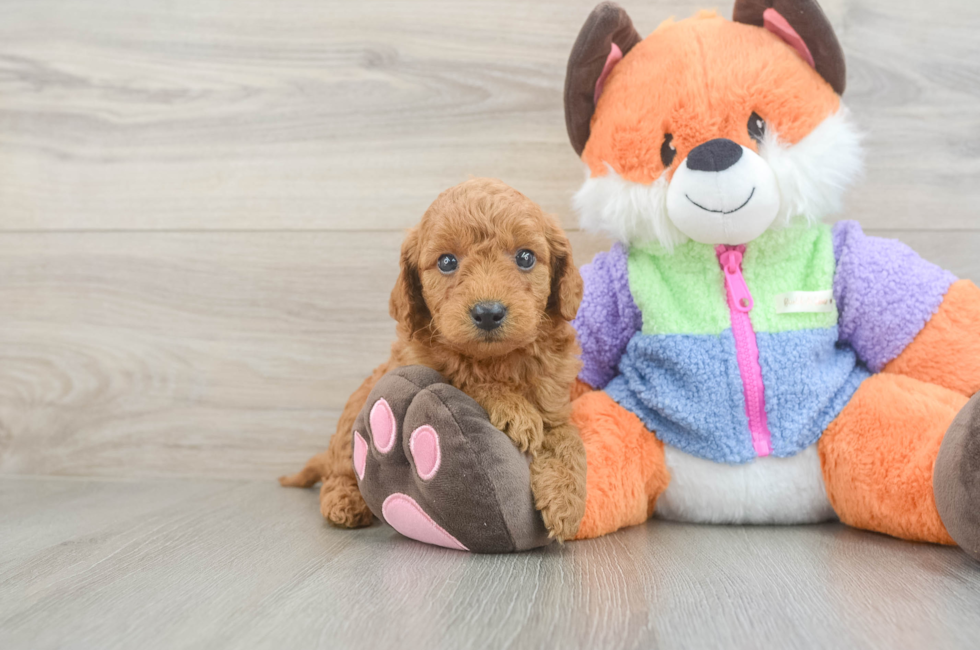 5 week old Mini Goldendoodle Puppy For Sale - Pilesgrove Pups