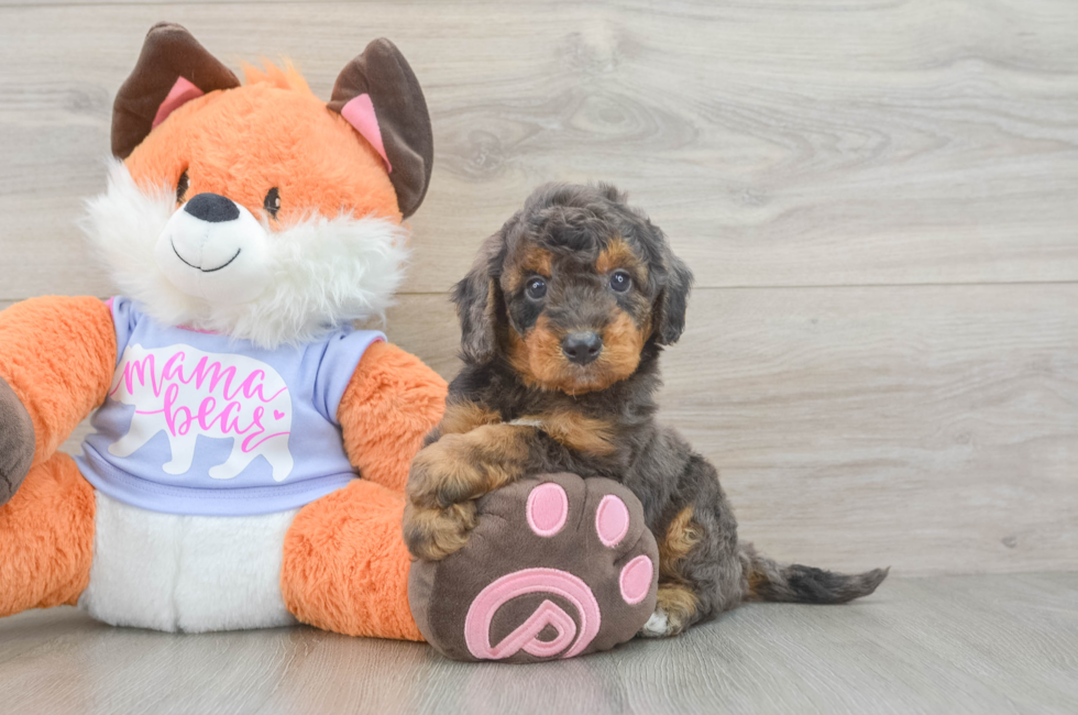 5 week old Mini Goldendoodle Puppy For Sale - Pilesgrove Pups