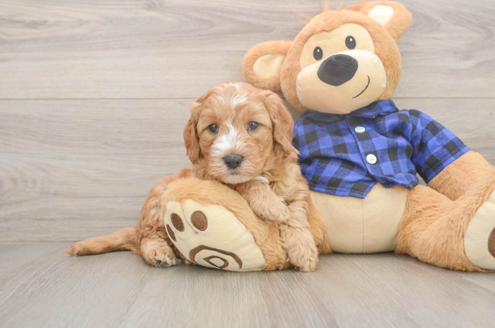 5 week old Mini Goldendoodle Puppy For Sale - Pilesgrove Pups