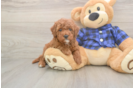 Adorable Golden Retriever Poodle Mix Poodle Mix Puppy