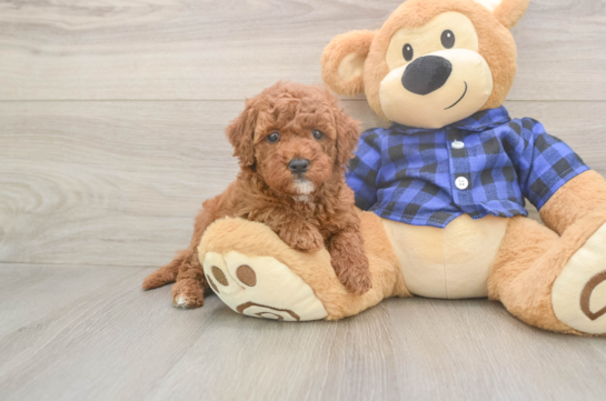 Adorable Golden Retriever Poodle Mix Poodle Mix Puppy